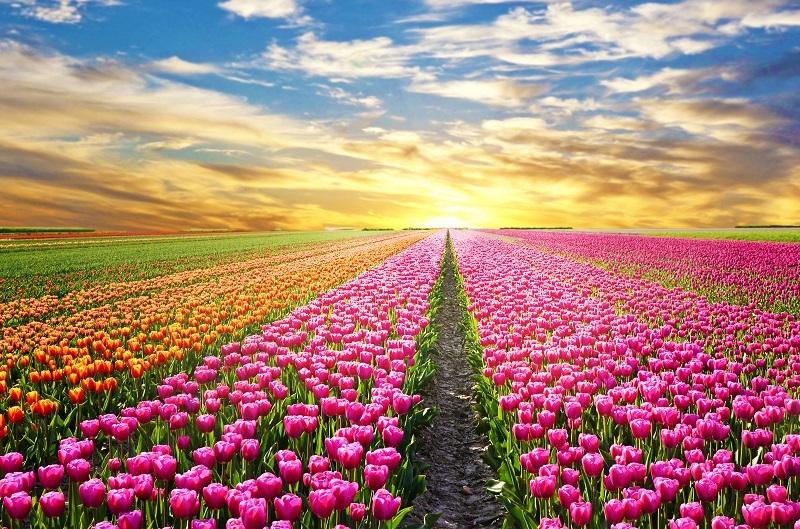 flowers flowers  / of flowers