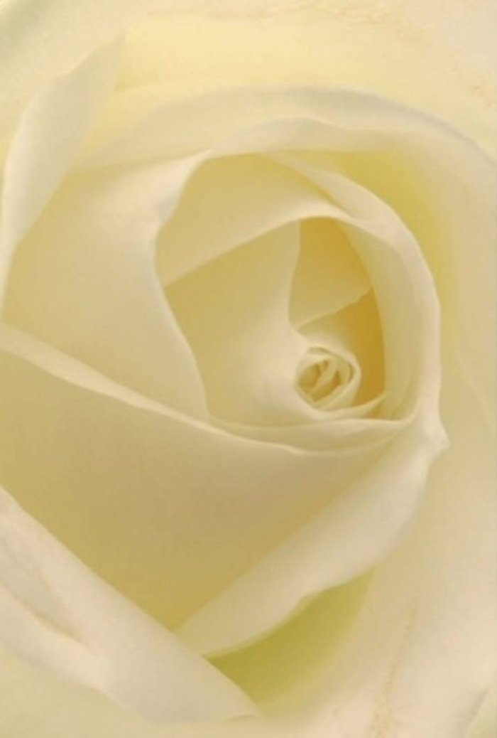 You are drawn deeply into the tranquil embrace of this flawless white rose, its creamy petals unfolding with gentle precision under the calm, filtered light you'd find in a Holborn townhouse or tucked-away garden square. Each velvety layer spirals neatly toward the heart of the flower, reflecting subtle shades of pearl and buttercream-tones that flow as smoothly as the Thames at dusk. The mood is one of quiet sophistication, with faint shadows lending structure and dimension, much like the interplay of sun and shade through Lincoln's Inn Fields. For a florist in Holborn, this rose is an ideal expression for marking profound moments-be it a graceful wedding centrepiece, an elegant anniversary gesture, or a tribute of sincere remembrance. As its petals gather light, the bloom appears nearly luminous from within, giving off a refined, serene presence that soothes and uplifts. Imagine the soft, clean scent filling a nearby office or apartment, soothing the space with understated elegance. The careful arrangement reflects the florist's dedication, making each bouquet a gesture designed to capture both the emotion and artistry that Holborn residents cherish.